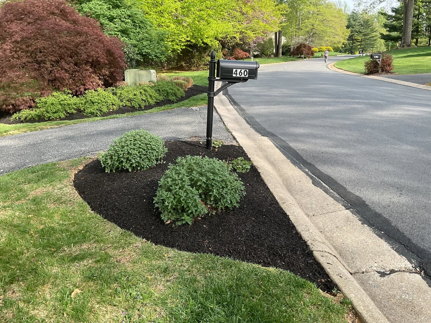 Black mulch mailbox island bed with trimmed green shrubs along a suburban street